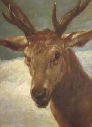 Diego Velazquez Head of a Stag (df01) china oil painting reproduction